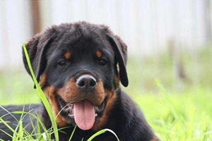 羅威納犬怎么挑選