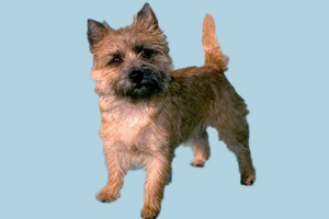 凱安梗選購技巧有哪些