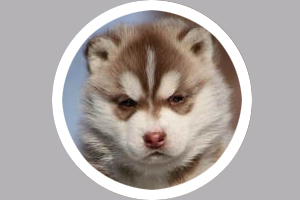 哈士奇怎么選擇