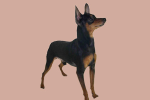 迷你杜賓犬的缺點有哪些