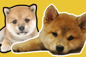 豆柴犬和普通柴犬區別是什么