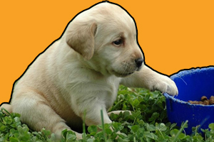 拉布拉多幼犬怎么挑