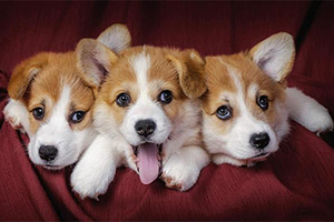 柯基犬不吃飯怎么辦