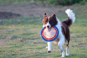 養(yǎng)邊牧的禁忌食物有哪些