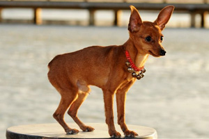 小鹿犬吃什么好