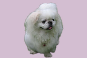 京巴狗吃什么好