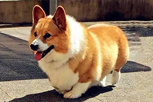 柯基犬肥胖怎么回事