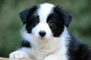 養邊牧要注意什么