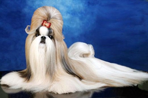 西施犬幼犬怎么養