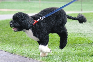 葡萄牙水犬不能吃什么