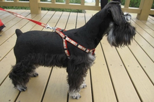 雪納瑞幼犬如何飼養