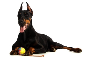 杜賓犬不能吃什么