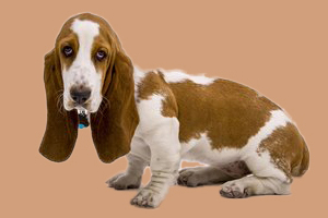 巴吉度犬吃什么好