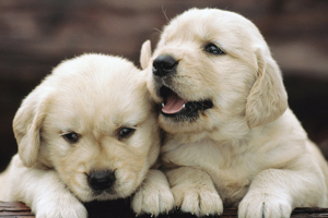 小狗吃什么長的胖