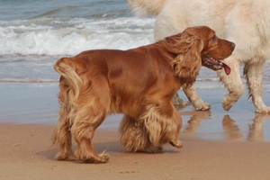 英國可卡犬怎么喂養