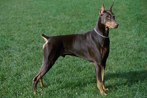 養(yǎng)杜賓犬需要注意什么