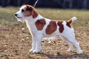杰克羅素梗幼犬怎么養