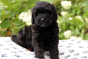 葡萄牙水犬吃什么