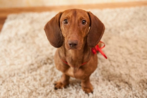 短毛臘腸犬耳朵護理方法