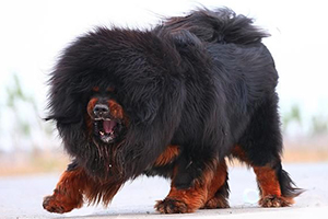 藏獒的飼養(yǎng)方法