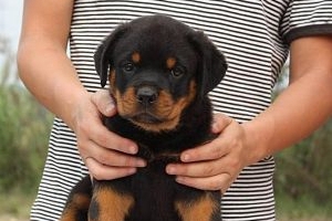 羅威納幼犬吃什么