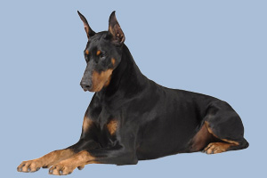 杜賓犬立耳要注意什么