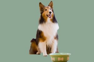 喜樂蒂吃什么水果好