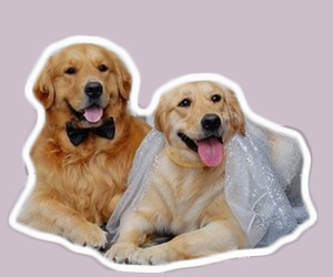 金毛配種后要注意什么