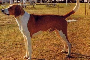 美國獵狐犬挑食怎么辦