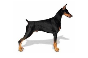 美國大丹狗怎么養