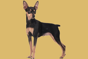 小鹿狗怎么養(yǎng)