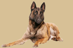 比利時馬犬怎么養