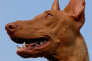 法老王獵犬怎么養