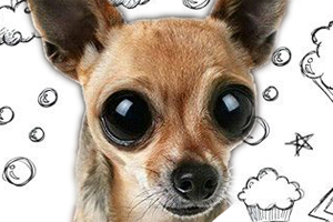 小鹿犬怎么養(yǎng)