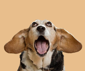 狗狗掉毛是什么原因