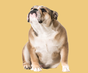 狗咬膠和磨牙棒的區(qū)別