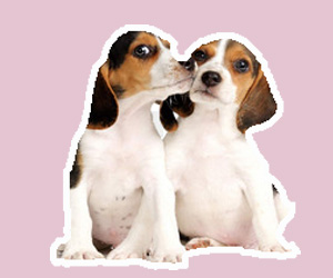 狗狗發情怎么辦