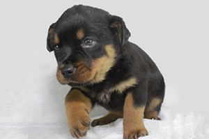 羅威納幼犬喂養(yǎng)方法