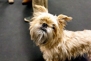 布魯塞爾格里芬犬怎么洗澡 洗澡步驟及注意事項