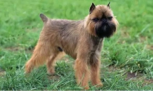 布魯塞爾格里芬犬怎么喂養 喂養要點介紹