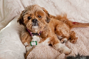 布魯塞爾格里芬犬牙齒如何護理