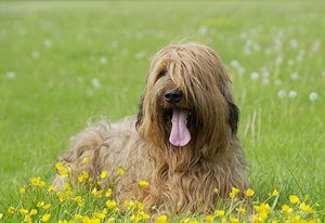 伯瑞犬吃什么狗糧好 布雷獵犬狗糧選擇技巧