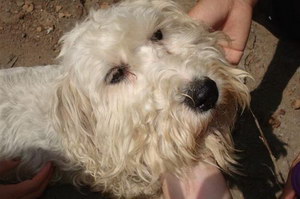 錫利哈姆梗毛發怎么打理 錫利哈姆梗毛發護理方法