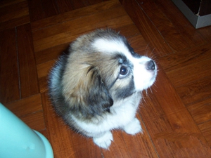 英國玩具獵鷸犬指甲怎么修剪 剪指甲注意事項