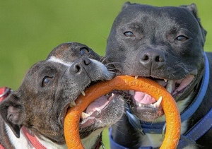 怎么給斯塔福郡斗牛梗刷牙 斯塔福郡斗牛梗刷牙步驟