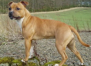 斯塔福郡斗牛梗毛發怎么打理 斯塔福郡斗牛梗毛發護理方法