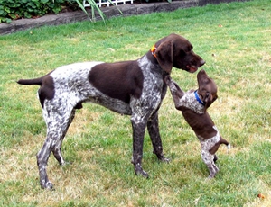 德國短毛波音達怎么護理 德國短毛波音達養護要點