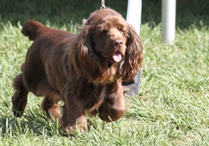 蘇塞克斯獵犬口腔怎么護理 蘇塞克斯獵犬口腔護理方法