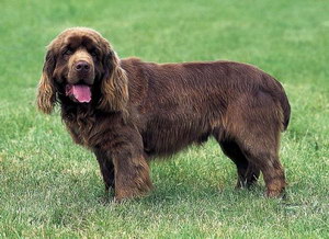 伯瑞犬眼睛清潔 布雷獵犬眼睛護(hù)理方法