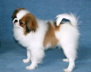 英國玩具獵鷸犬修毛要準備什么工具